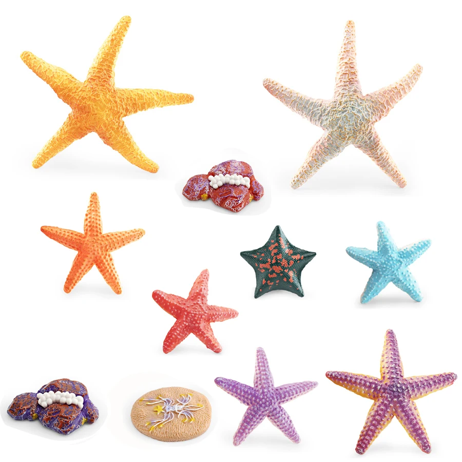 Realistic Sea Life Animal Starfish Figurine Vibrant Sea Star Growth Cycle Of Starfish Model Action Figure Educational Toy Gift