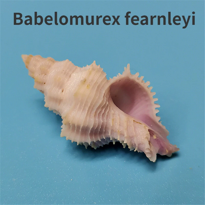 Babelomurex fenleyi Natural Rare Conch Shell Specimen Collection Fish Tank Aquatic Landscape Decor Dwelling Crab Replacement