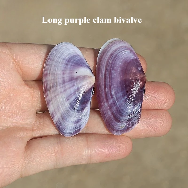 Long Purple Clam Natural Conch Purple Shell Fish Tank Aquarium Landscaping Decoration Home Collection Ornament Shooting Props
