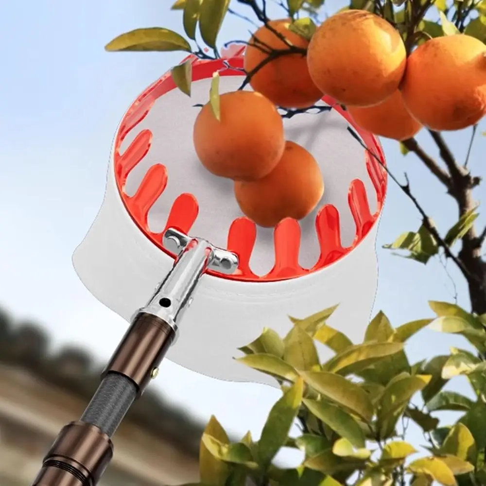 Poste recolector de frutas telescópico con cesta, herramienta ligera para cosechar abacate, limón, naranja y mango
