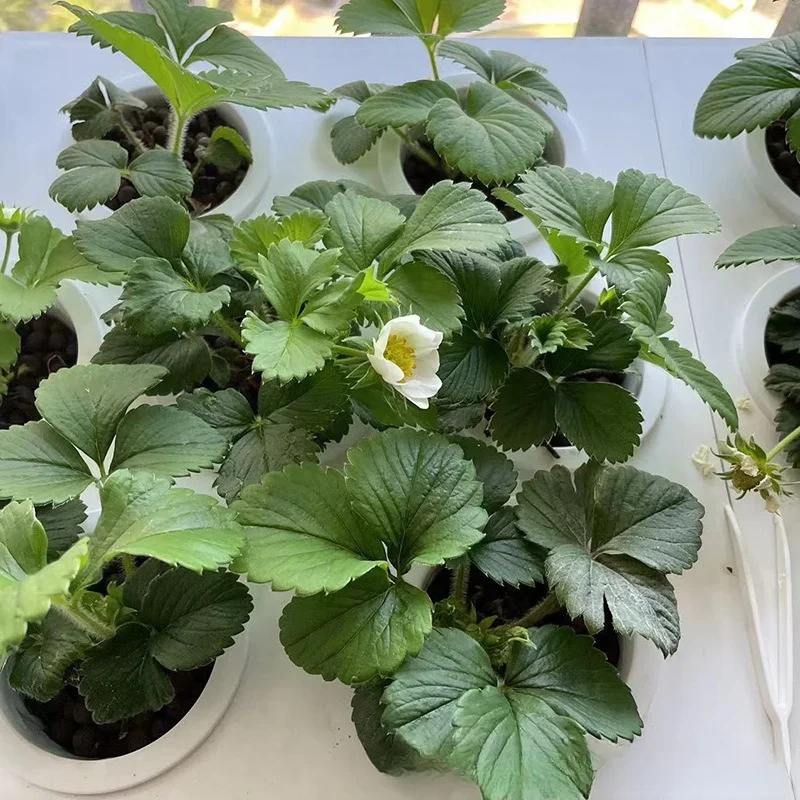 Kleine binnentuin verwijderbare mini hydrocultuur groenteteeltrek