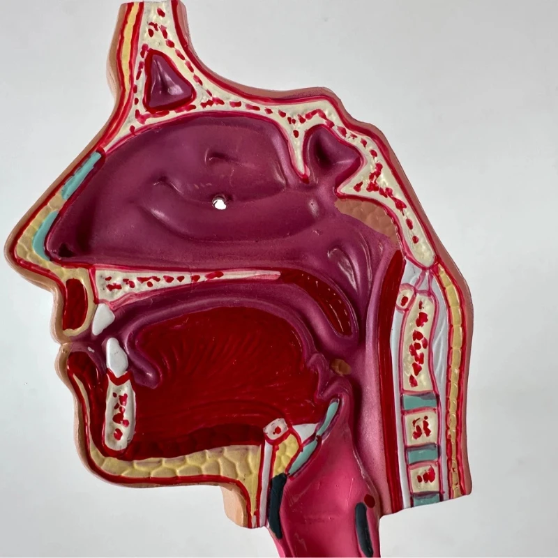 Model ludzkiej jamy nosowej, gardła, układu oddechowego, anatomia bronchialna i alweolarna, płuc, układu naczyniowego, narzędzie do nauczania medycyny.