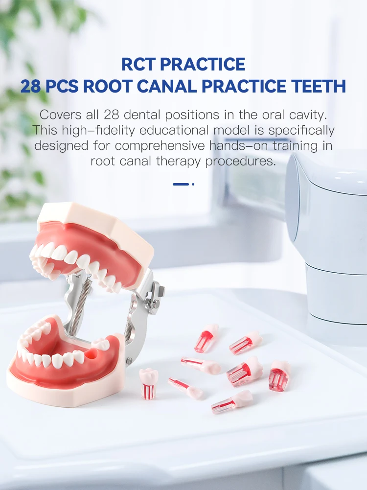 28-teiliges Set AZDENT Dental RCT Wurzelkanal-Übungsmodell Zähne Typodont Endo-Trainings- und Lehrmodell Endodontisches Harzzahnmodell – Detail 1