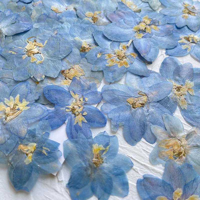 60pcs/250pcs Pressed Dried Big 4-7cm Natural Blue Consolida Ajacis Flower For Jewelry Phone Case Postcard Bookmark Candle DIY
