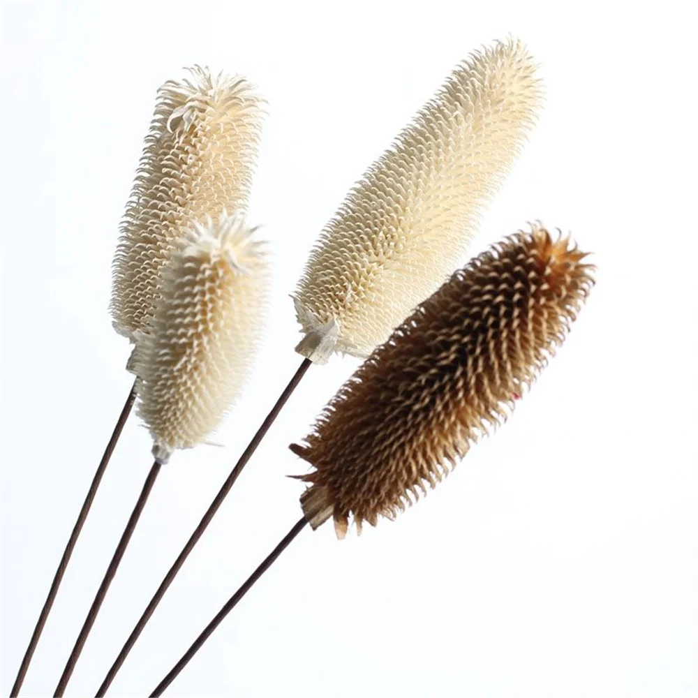 

Boho Dried Flowers White Brown Dipsacus Sativus for Wedding, DIY Crafts, Vase Decor, Floral Arrangement,Dry Flowers Bouquet