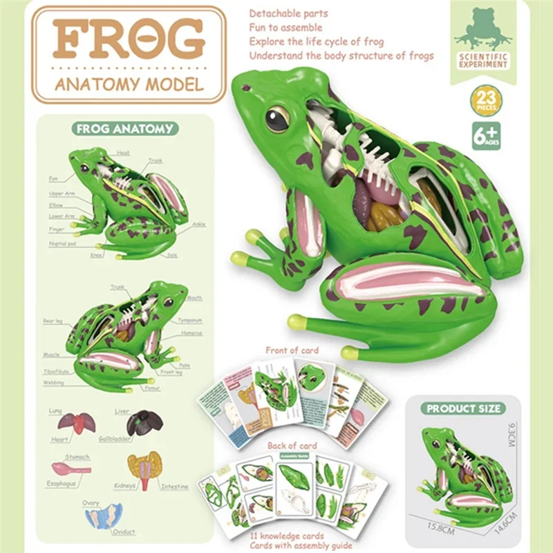 Modelo de anatomia de sapo 4d, órgãos de sapo destacáveis, educação de biologia, quebra-cabeça de ensino, brinquedos novidade para crianças