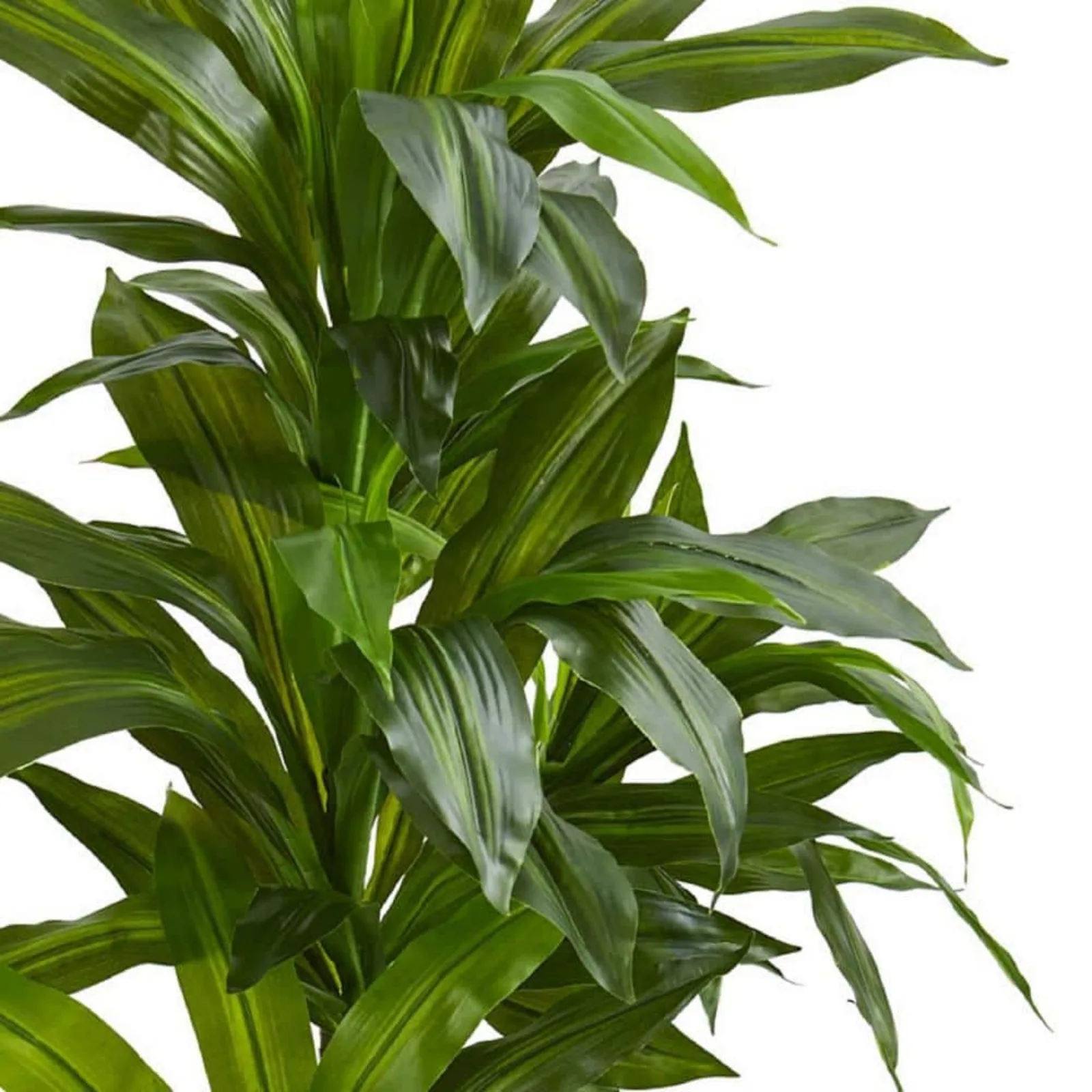 Imagem -02 - Planta Artificial Interior Dracaena em Areia Plantador us Real Touch Pés