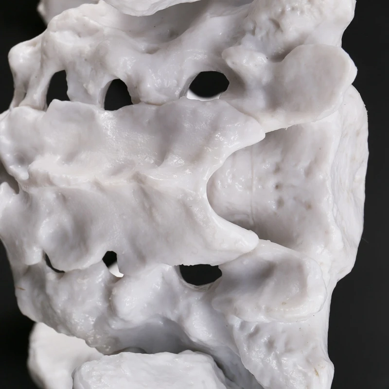 Female Pelvis Human Skeleton Model Specimen Hip Skeleton Anatomy Tool School Used Pubis Skeleton