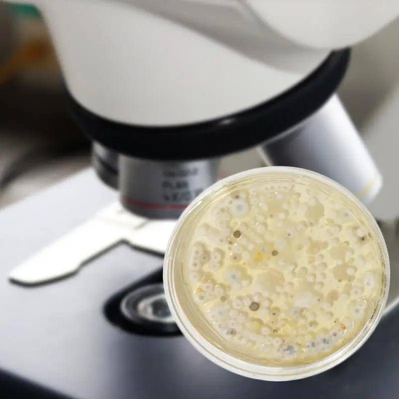 10 Buah Cawan Petri Piring Plastik Steril Transparan Bening Ragi Bakteri untuk Laboratorium Ilmiah Biologis Medis Diterima