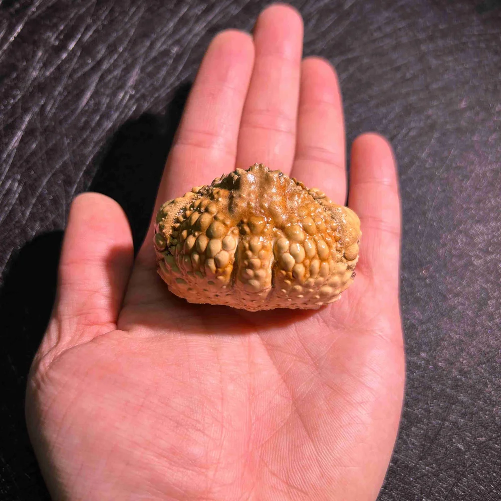 

Краб Calappa capellonis Laurie, ручная работа, образец морского ракообразного, уникальный образец для обучения