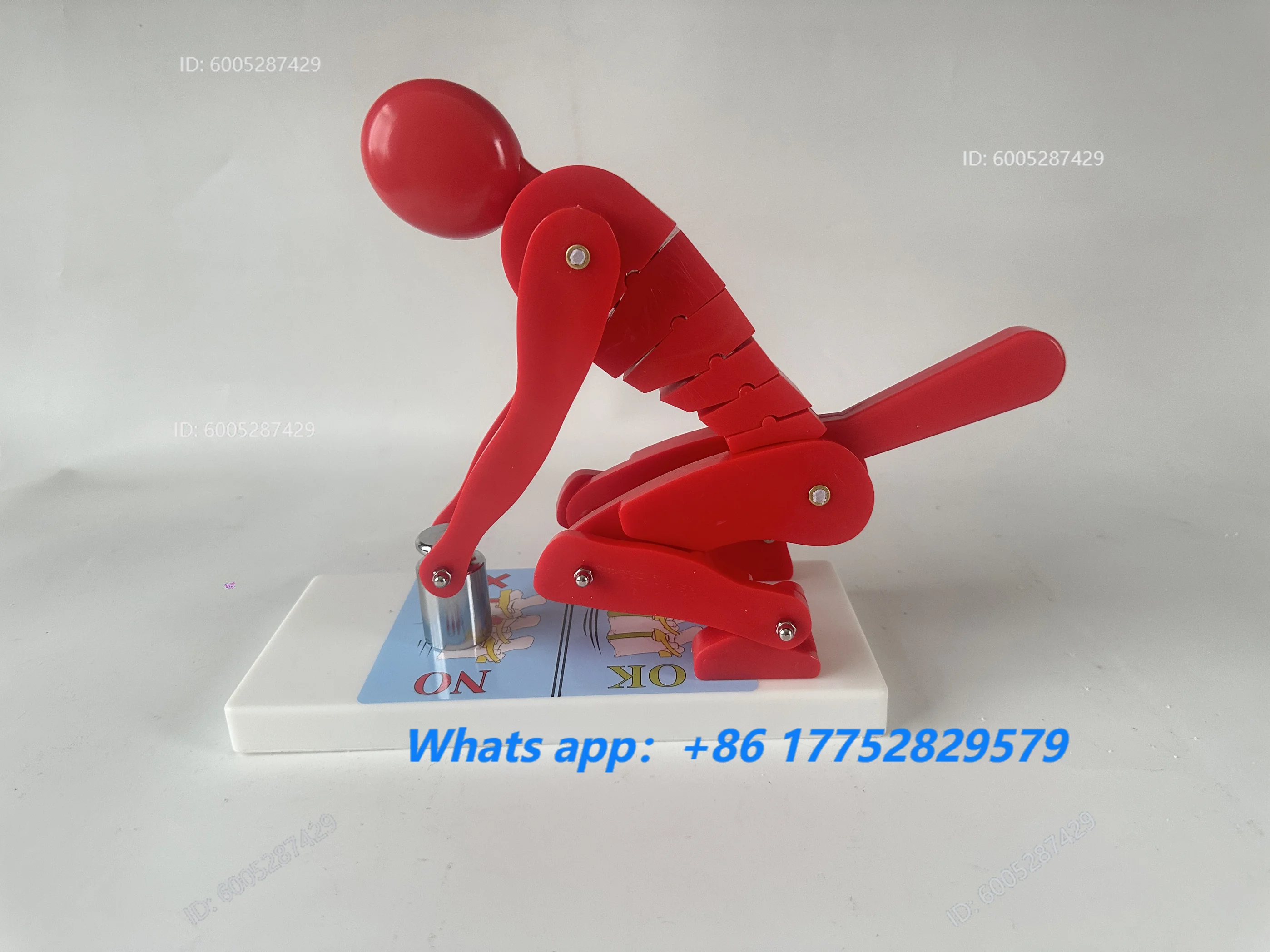 Human body bending, weightlifting, spinal stress demonstration model, fitness weight, correct posture demonstration,