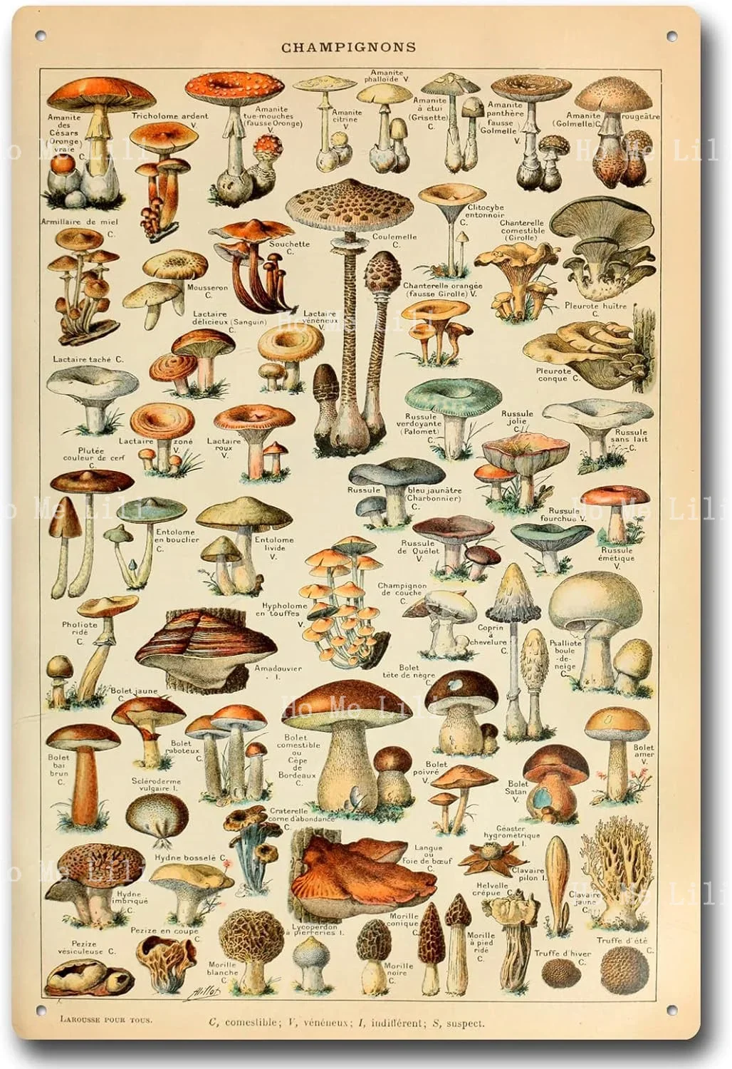 Vintage Mushrooms Metal Sign Different Mushroom Species Identification Reference Antiqued Tin Sign For Bedroom Living Room