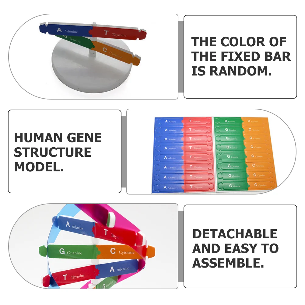 Modello Dna Science Toy Kit Helix Double Assembly sussidi didattici apprendimento bambini molecola giocattoli Scientific Classroom Reservoir