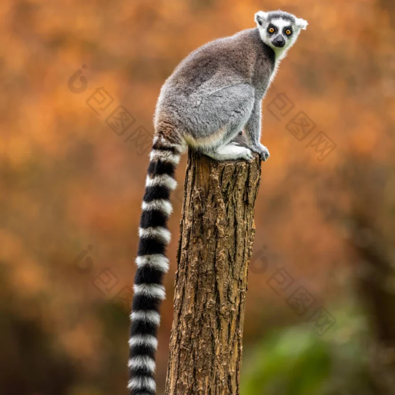 

4pcs 112mm 1/10 Short Course Truck Tires Tyre Wheel With 12mm Hex For Slash Arrma Senton HuanQi 727 Vkar 10sc Hpi Rc Car