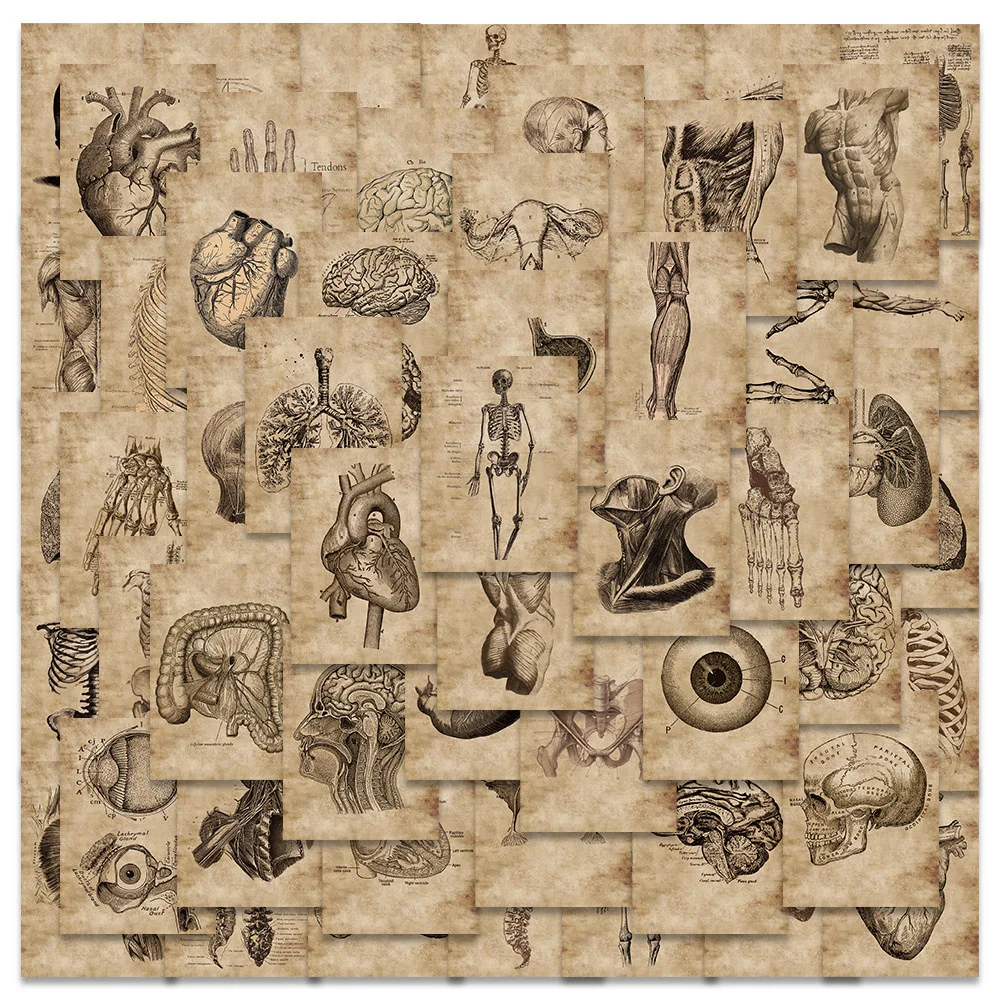 56pcs רטרו אנטומיה שלד מדבקות טלפון ניירת ipad מזוודה מחשב נייד מדבקה וינטג 'ציוד