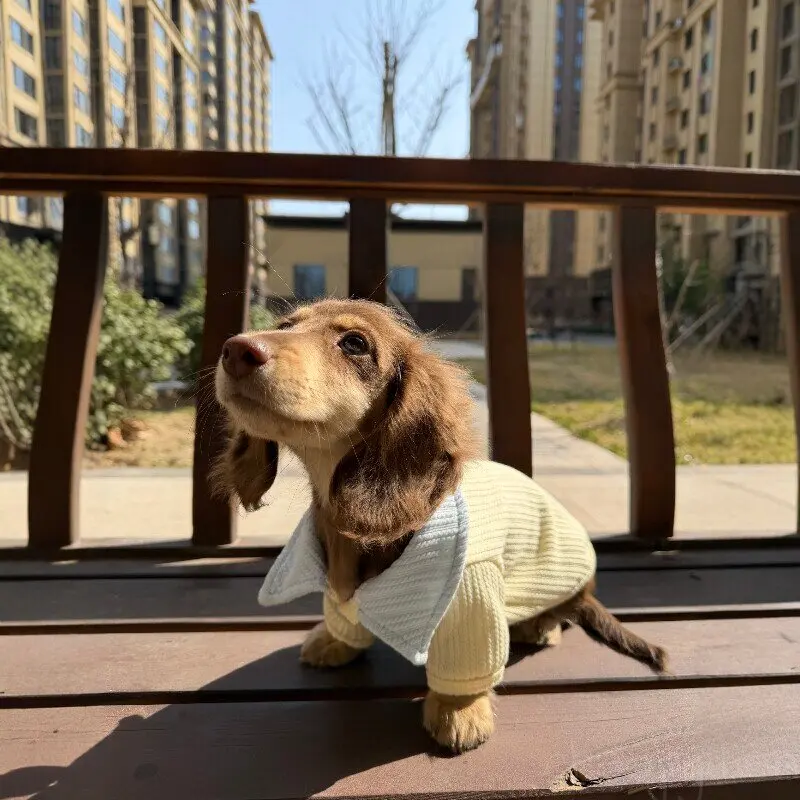 Suéter cálido de punto para perros Dachshund otoño e invierno - imagen 5