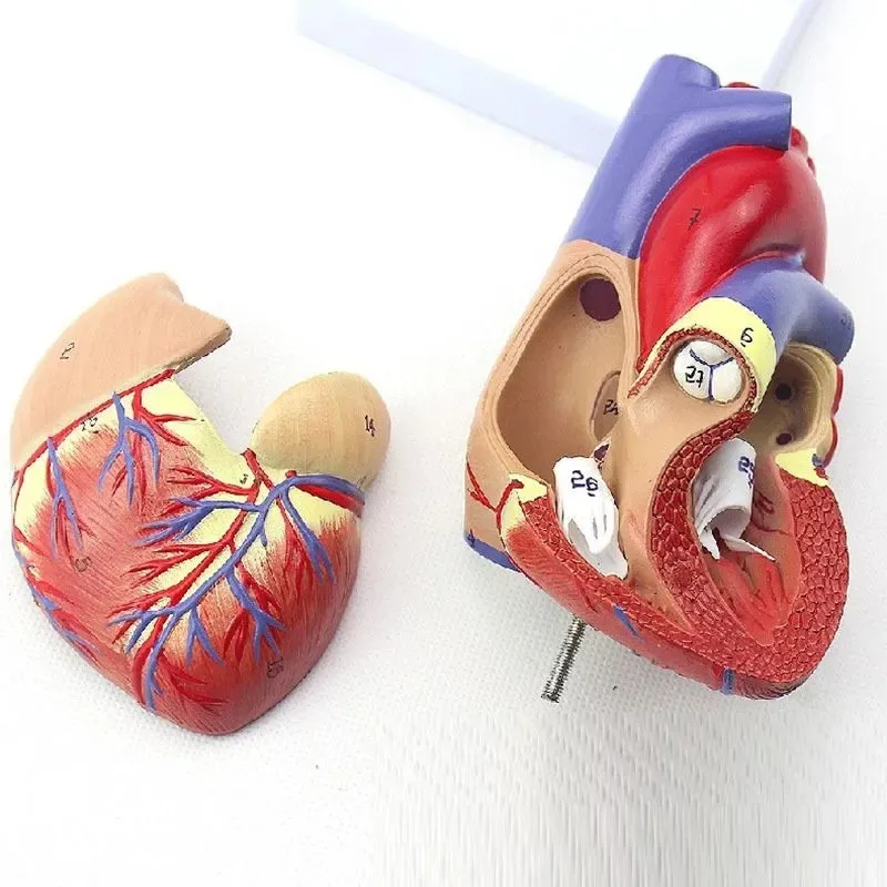 Human Heart Model, 2-Part Deluxe Life Size Human Heart Replica With 34 Anatomical Structures, Held Together With Magnets