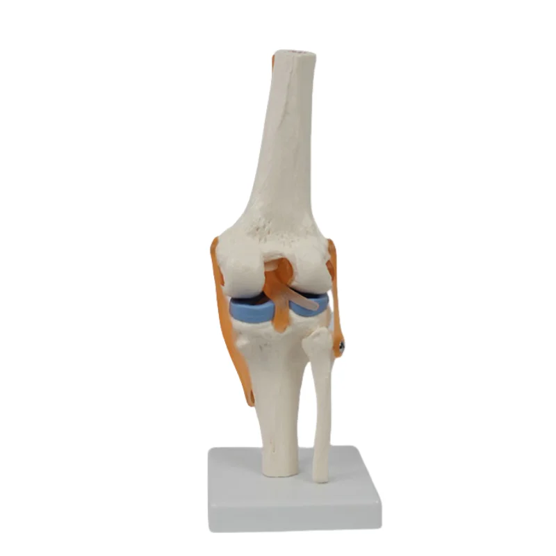 Functional knee model flexible cross ligament menisci flexible knee bone model