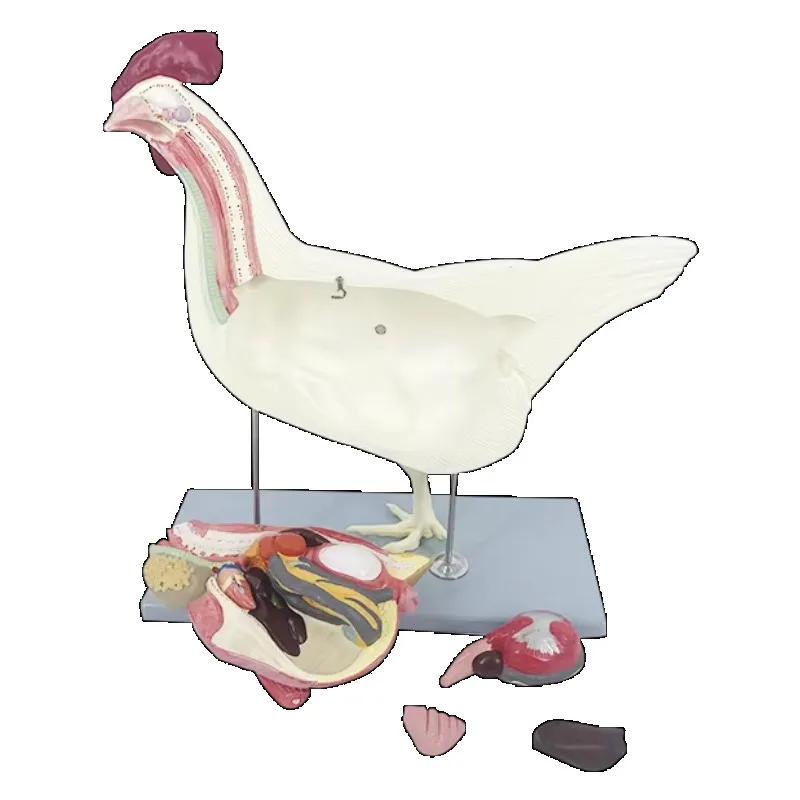 ADA-B024 PVC Hen Anatomy Model-School Teaching Anatomical Model