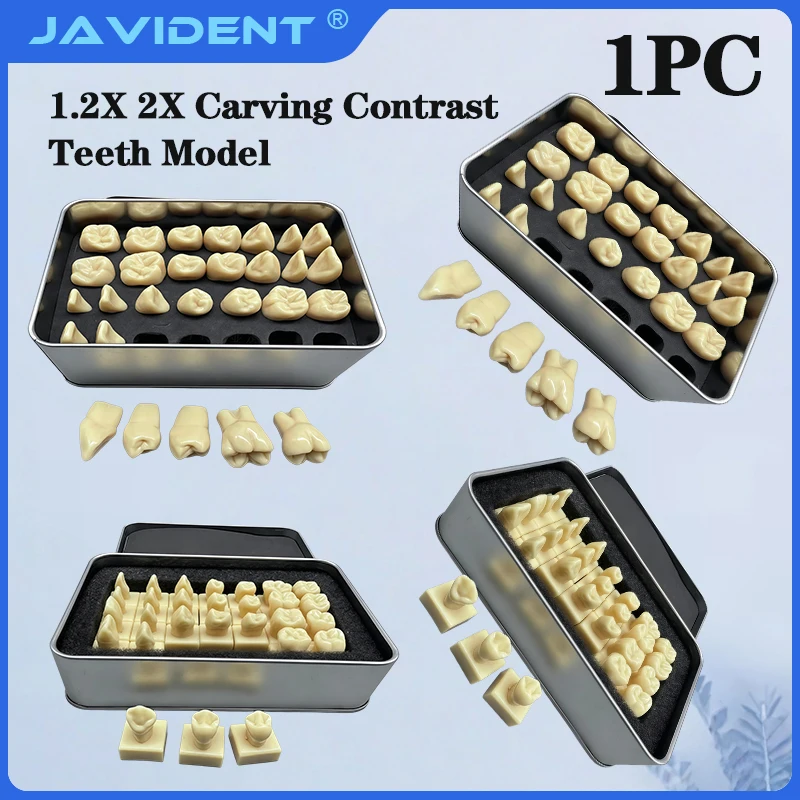 1Box Dental Student Teaching Supplies: Clear Dental and Craniofacial Comparison Model for Tooth Carving Practice, 28 Teeth
