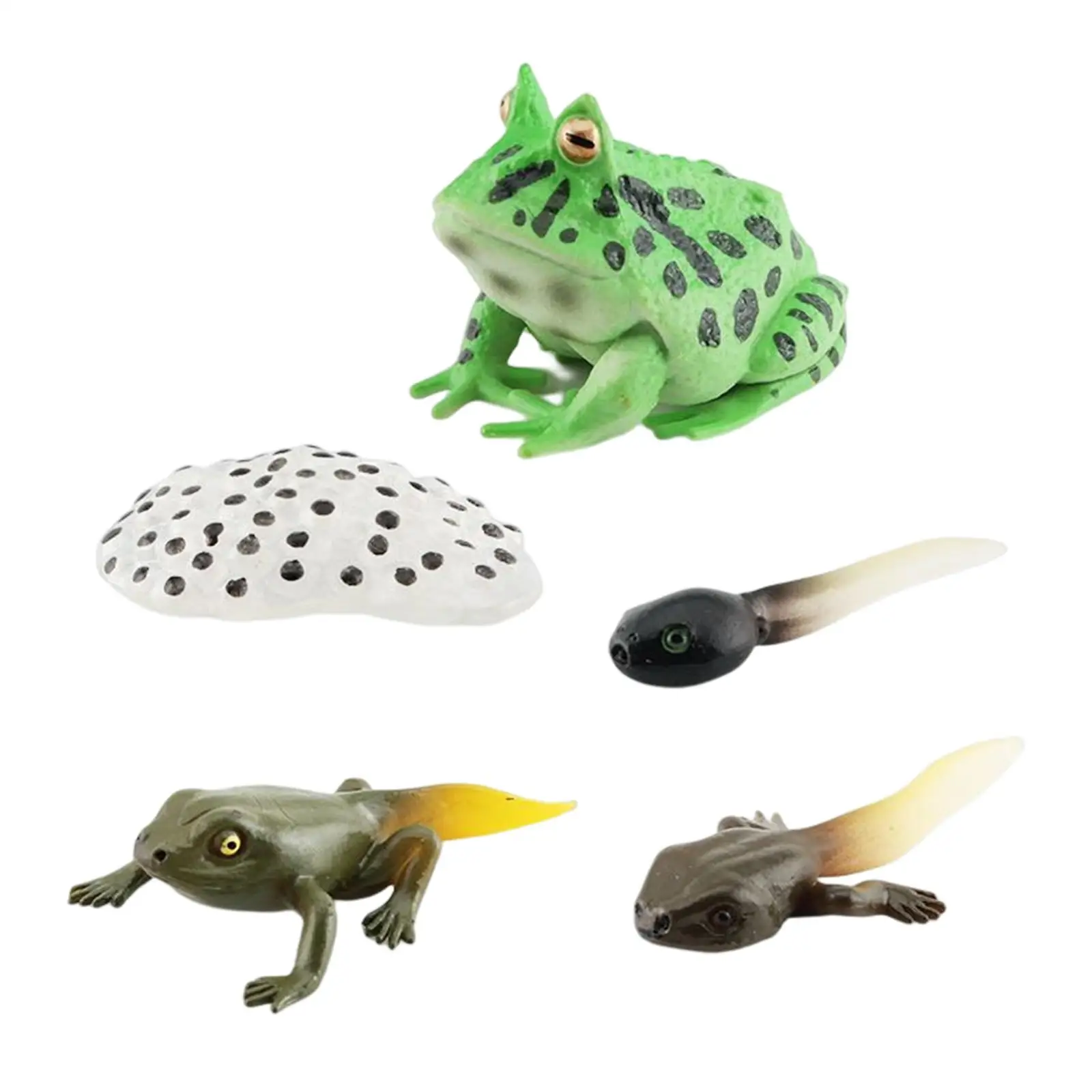 โมเดลวงจรชีวิตกบ 3 ตัว ของเล่นรูปสัตว์สำหรับการเรียนรู้วงจรชีวิตสัตว์ สำหรับงานโปรเจกต์