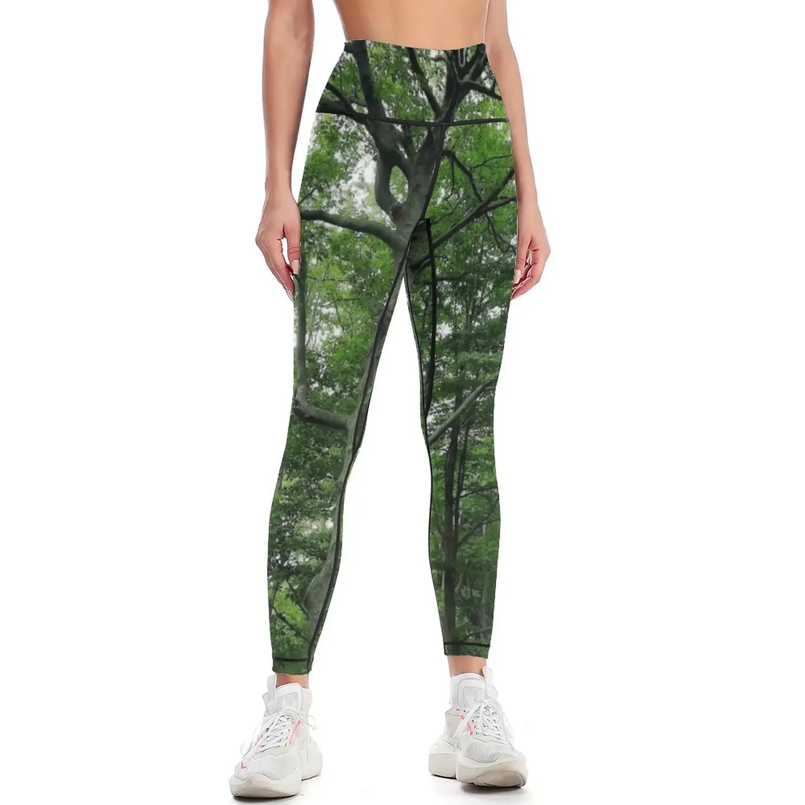 Beautiful Tree in the Woods Leggings Women sports jogging pants gym womans sporty woman gym Womens Leggings