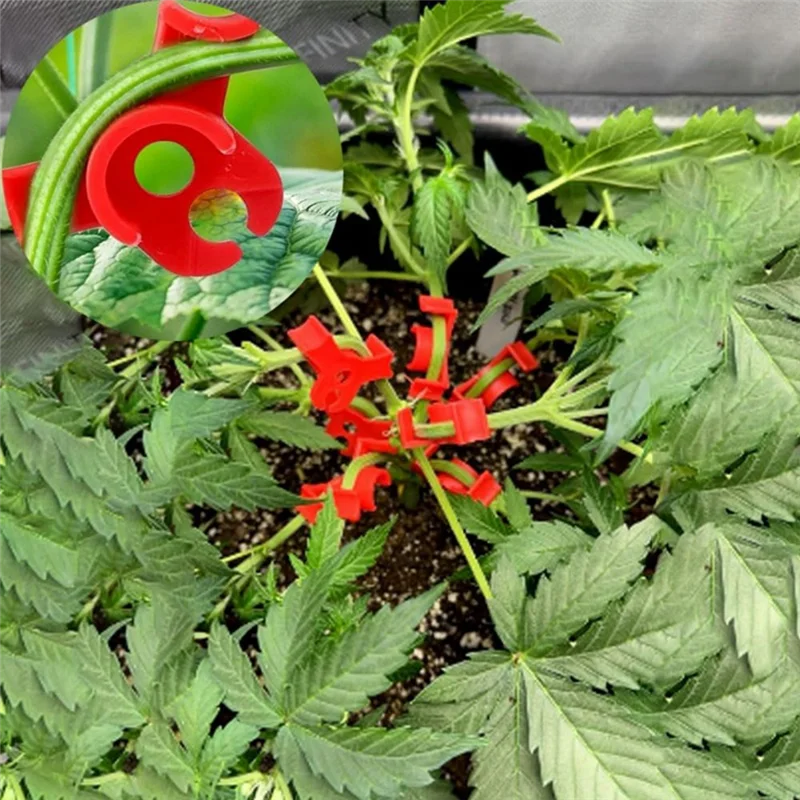 

Лучший-150 шт. зажимы для растений, гибочный инструмент для цветочных лоз, тренировка низкого давления, поддержка стебля на 90 градусов