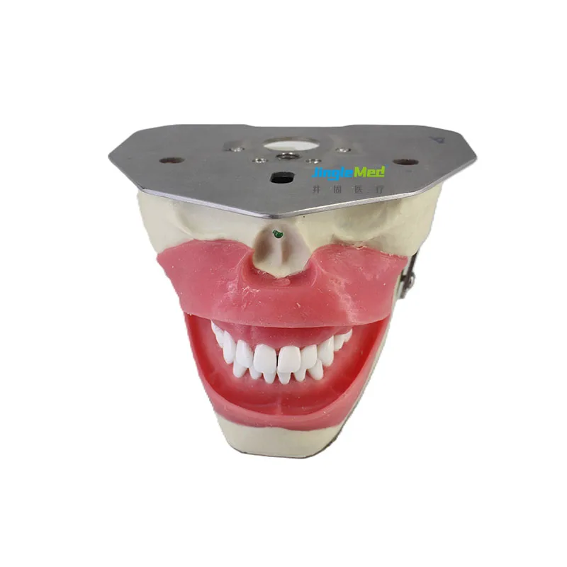 Medical Science Simulator Oral Anes thesia Manikin Trainer Conduction Model