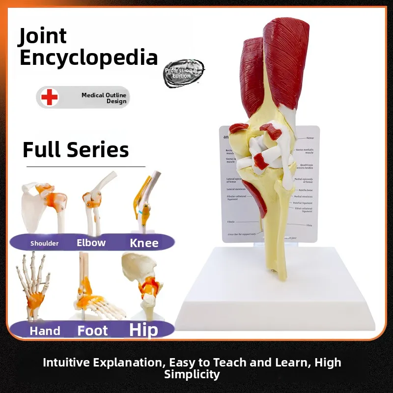 

Human Body Joint Model Skeleton Toy with Muscles Tendons Hand Foot Hip Knee Elbow Joints Eonal Plaything for Kids