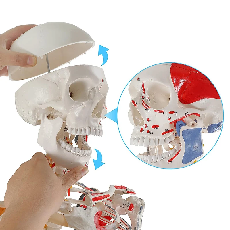 인체 골격 해부학 모델, 반 부분 유색 근육 및 다른 쪽 인대, 의료 교육 용품 포함, 170cm