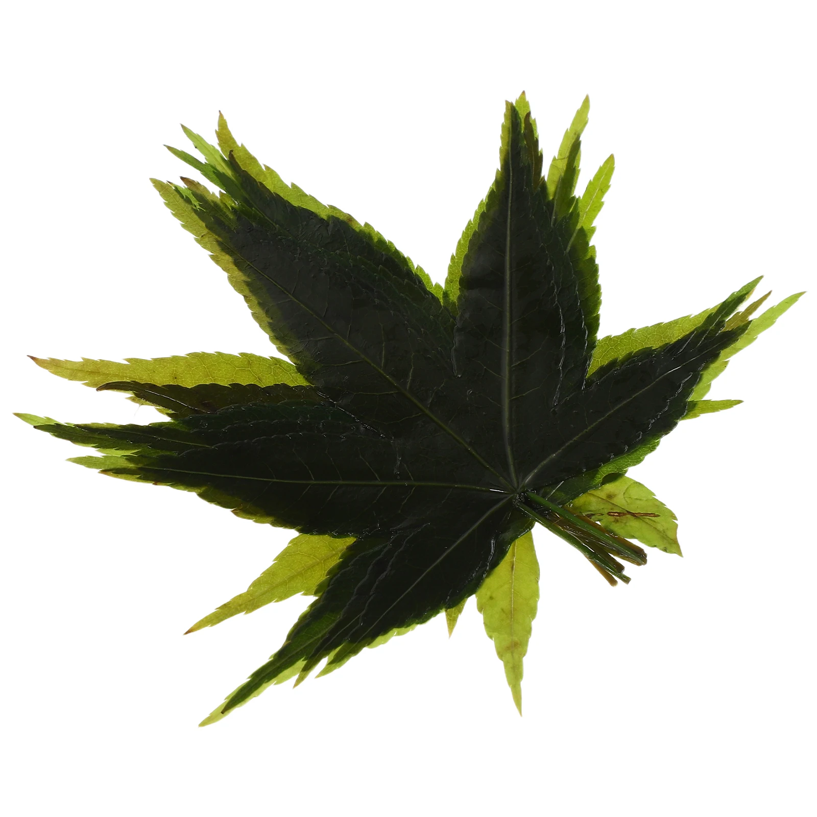 

Natural Maple Leaf Sushi Sashimi Tray Japanese Decorative Food Tray Leaf Platter Party Festival Food Photo Backdrop Plating