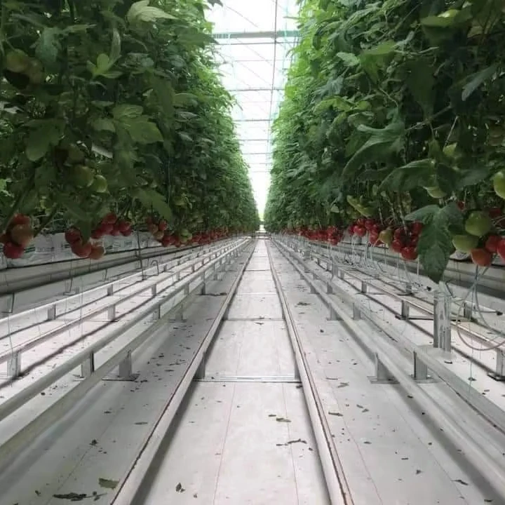 

Customized greenhousePO PE Plastic Film Greenhouse for Tomato Chili Cucumber Eggplant Pepper Planting Hydroponic