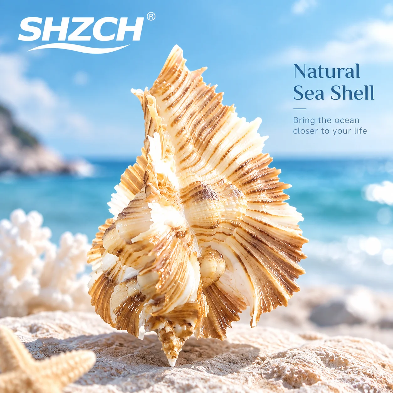 Banana snail natural conch shell rare specimen collection home decoration ornament fish tank landscaping photography