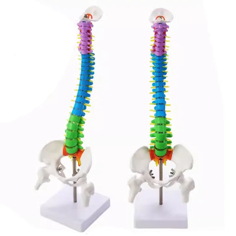 45cm Life Size Colored Spinal Model With Pelvis and Spinal Nerves Anatomical Spine Model Medical Teaching Tools