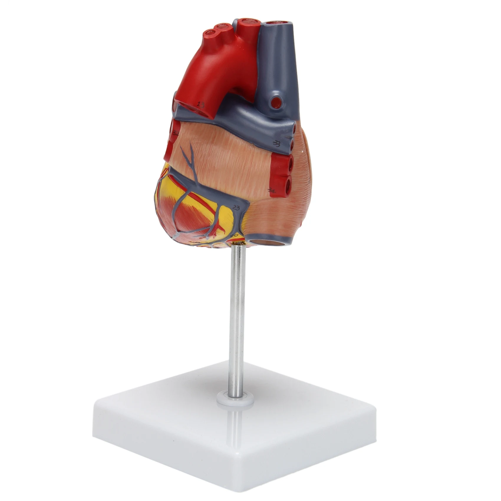 1: 1 Φ, анатомическая Точная модель сердца, полноразмерная Анатомия человеческого скелета для научного класса, учебы