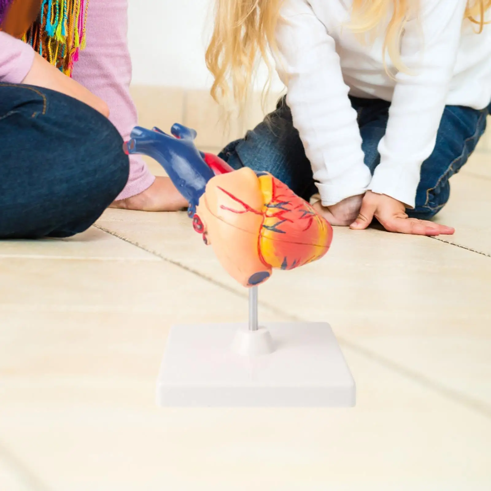 Human Heart Model Simulation Professional Structure Human Skeleton Anatomy Heart Anatomical Model for Science Classroom Study