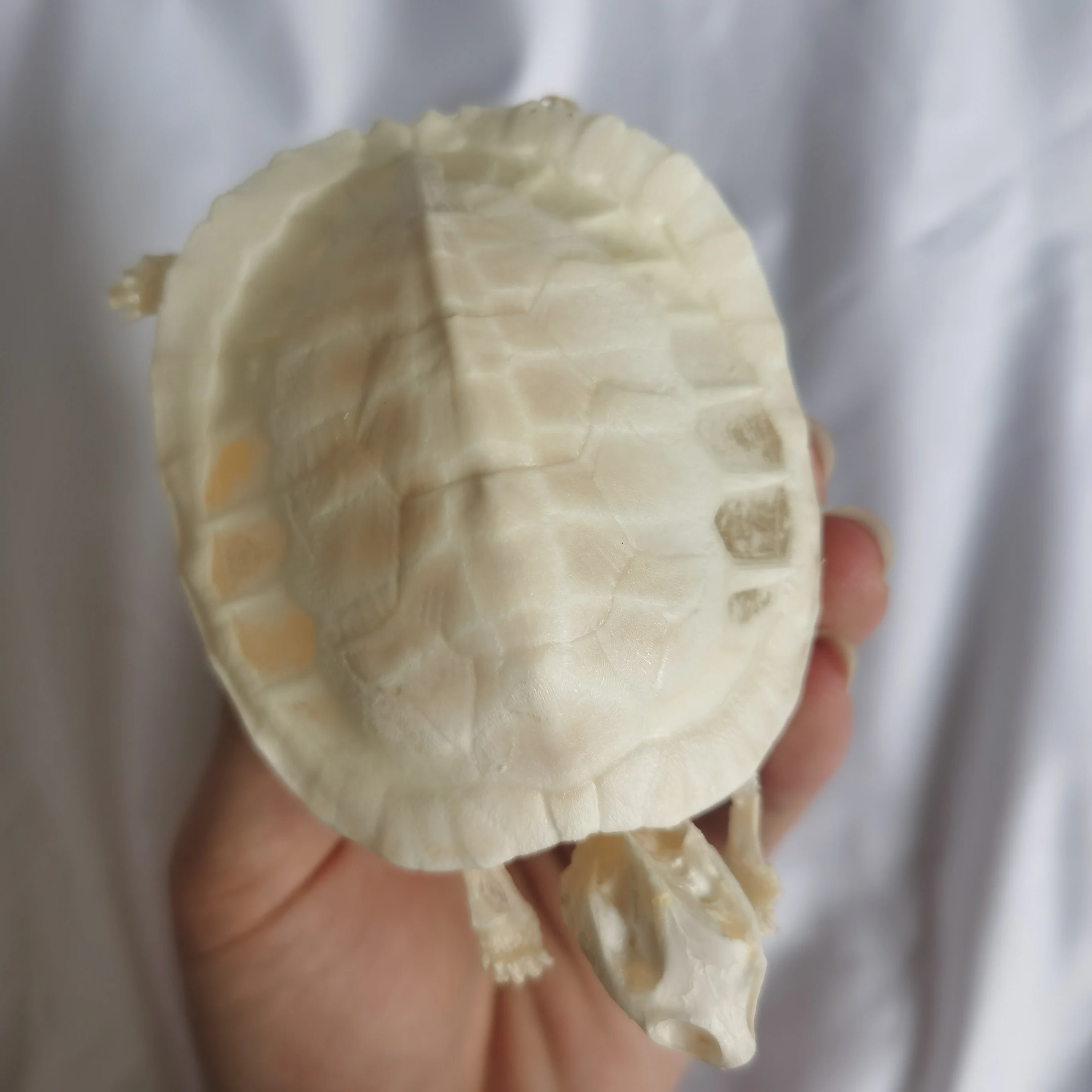 1pcs Complete Tortoise Skeleton.Real Animal Bone Exquisite Works of Art Fish Tank Decoration Specimen Collection 11cm