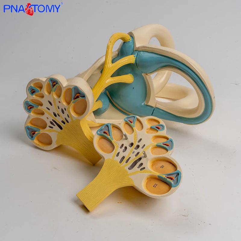 Enlarged human ear semicircular canal cochlear semicircular canal anatomical model inner ear labyrinth model medical tool