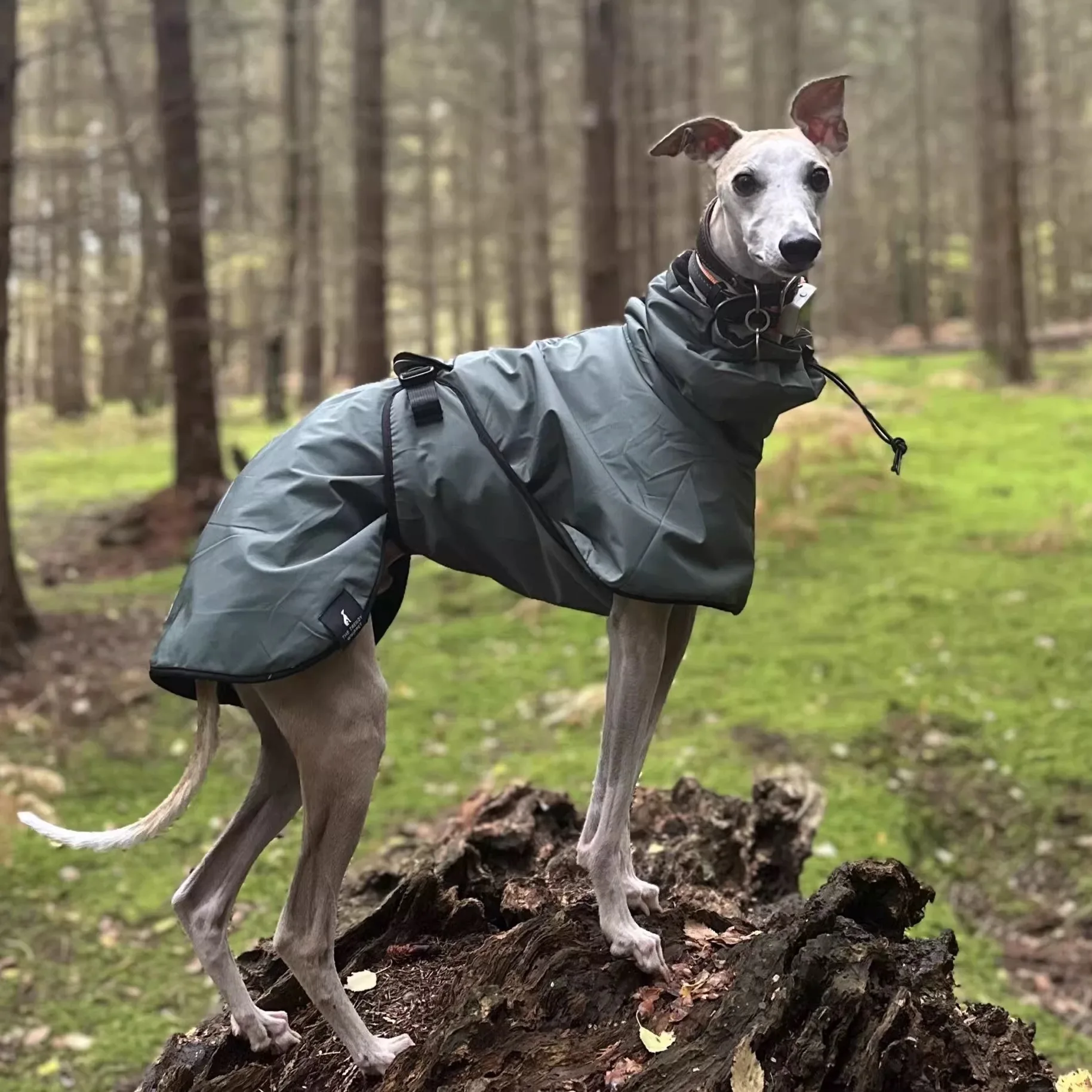 Thumbnail 2 - #3 Latest Waterproof Puppy Jackets Updates