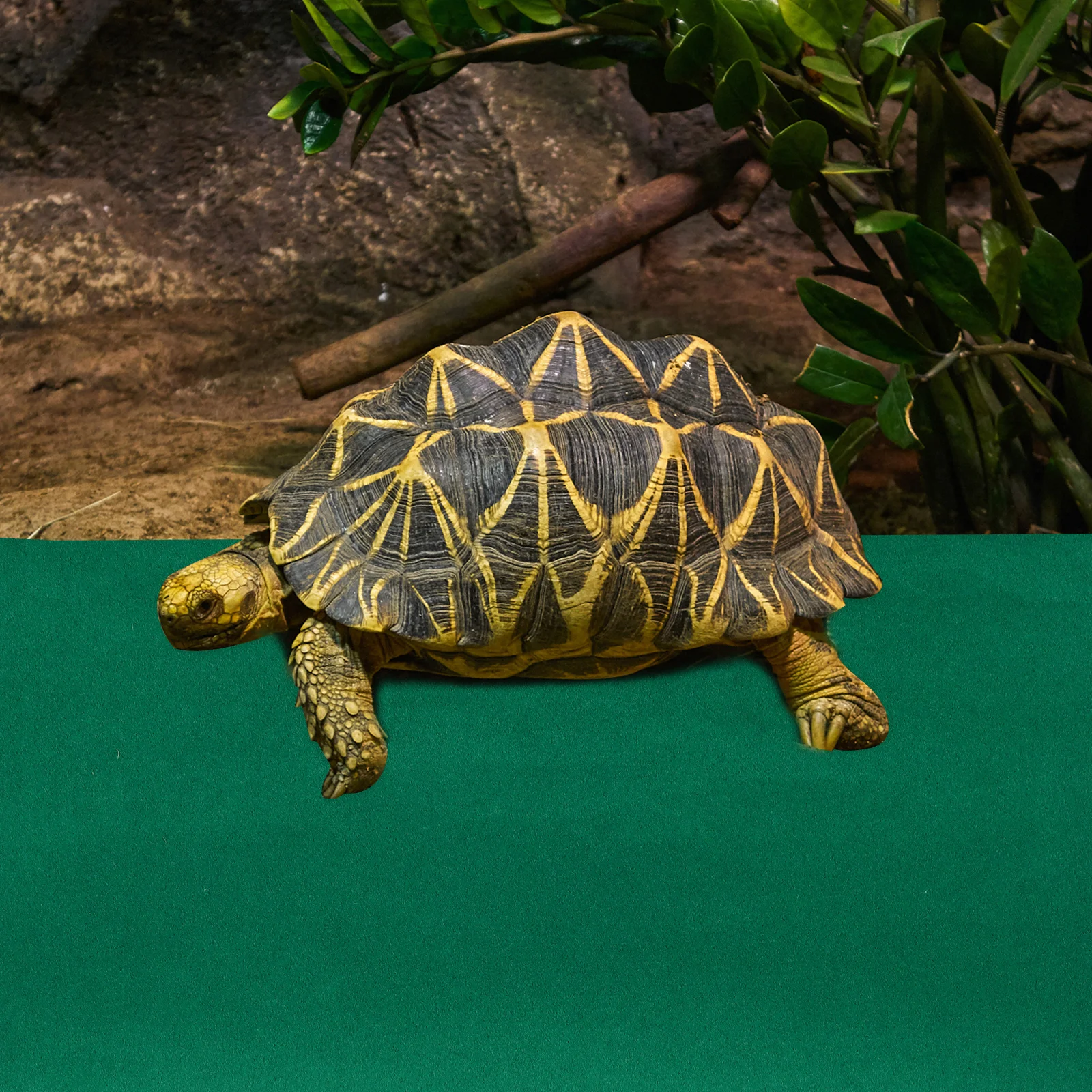 

1Pc Polyester Reptile Carpet Mat for Lizard Cage Bed Liner Reptile Supplies Pet Box Bottom Substrate Material Non Slip