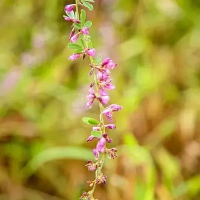 

IFlight NIDICI 2809 1250KV Brushless Motor 5mm Shaft Compatible 7-8inch Propeller for RC FPV Drone