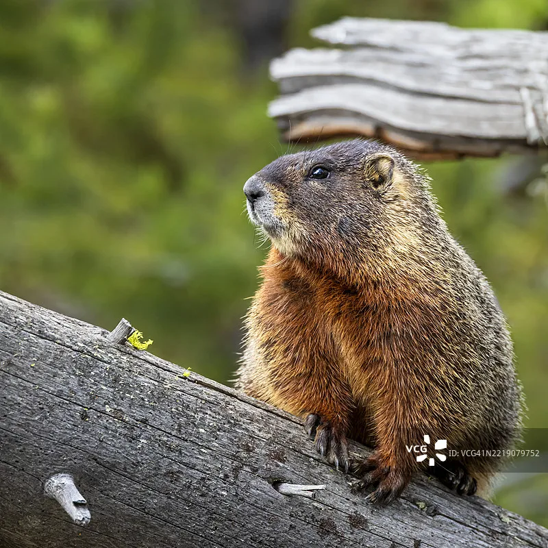 

Flywoo GOKU HEX GN405 Nano HD 20A AIO Stack, интегрированный TXCO ELRS 2.4G Plug&Play для FPV-дронов DJI O4/O4 Pro Micro