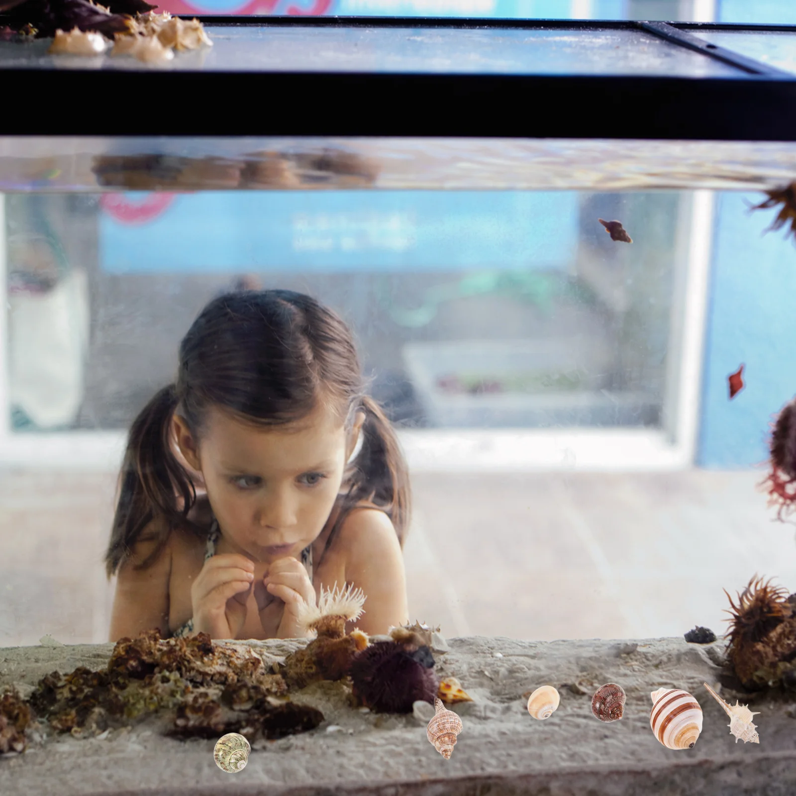 15 قطعة قذائف محارة طبيعية ملونة صدف حوض السمك ديكور خزان الأسماك الديكور الشاطئ موضوع الحرف زهرية حشو #6