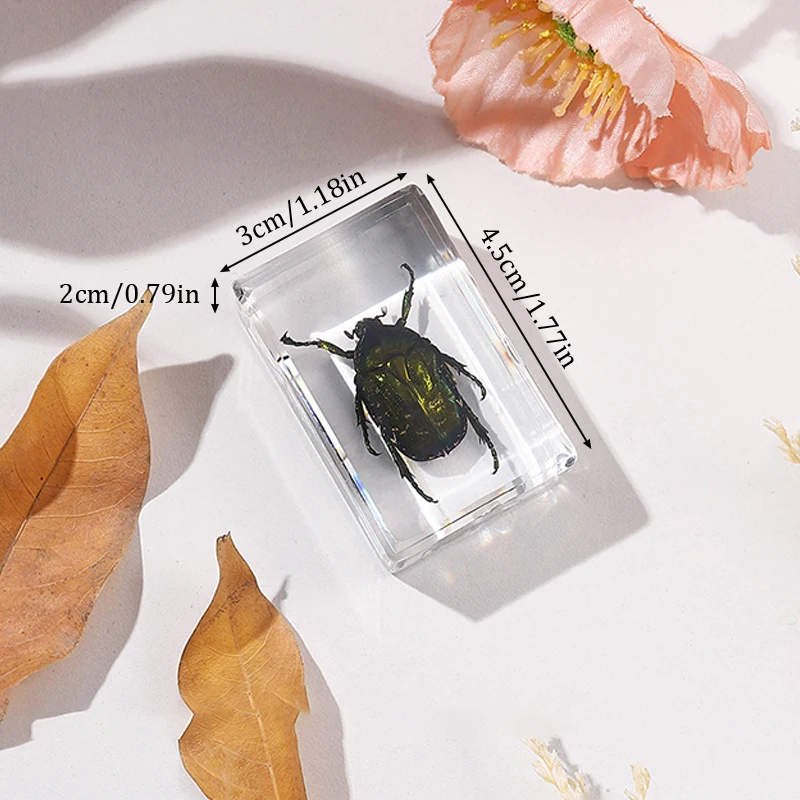 Natural Insect Specimens Resin Scarab Home Decoration Figurine Beetles Bugs Gifts For Environmentalists Home Office Ornaments