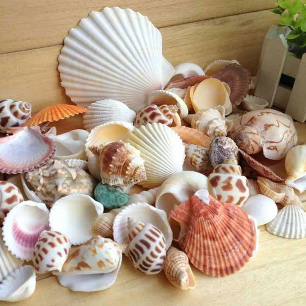 100g/bag Mixed Sea Beach Conch Shells Crafts Seashells Mini Natural Conch Corn Screw DIY Aquarium Landscape Decor Photo Props