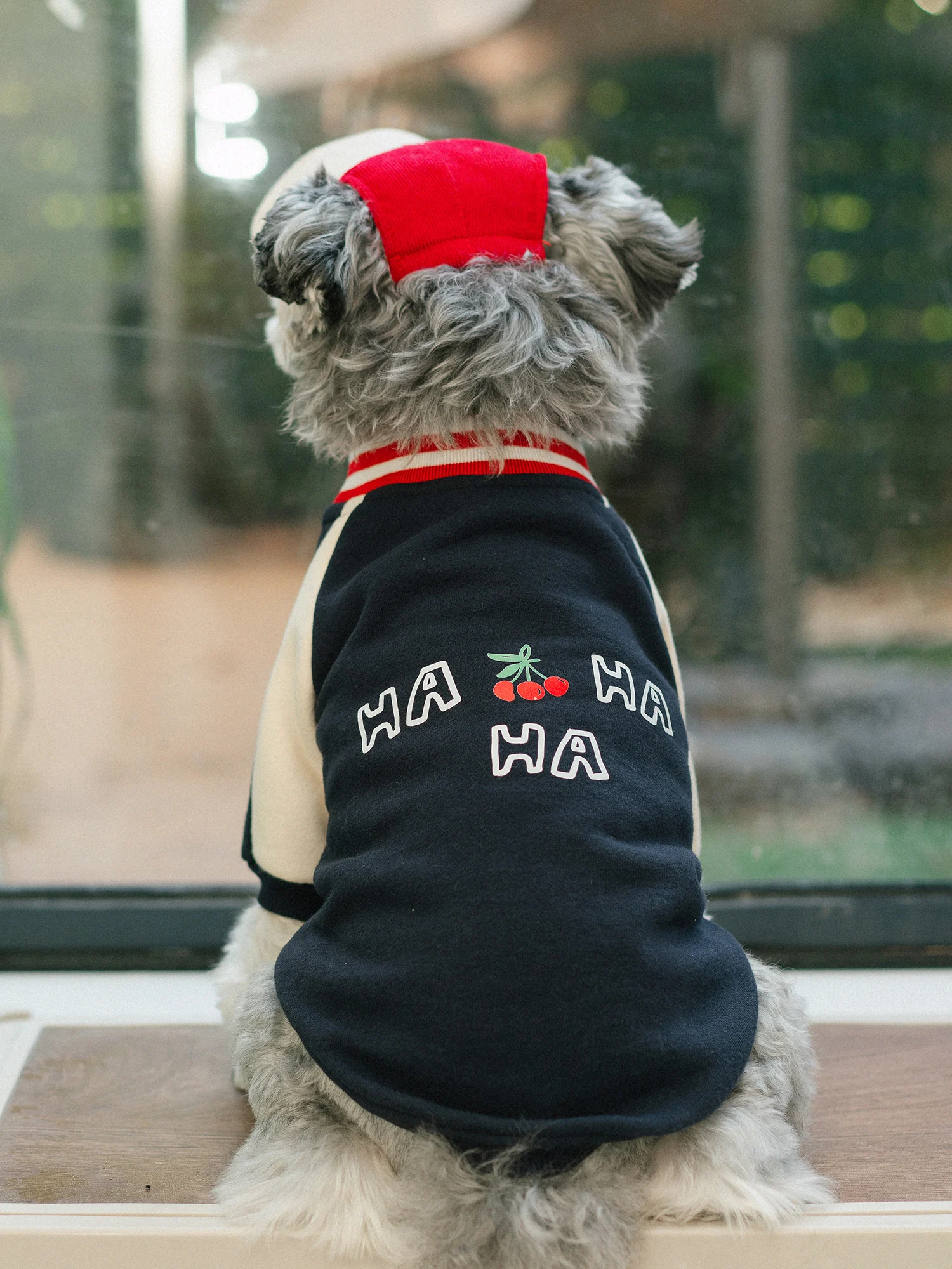 Dog Hoodie to Keep Your Fuzzy Friend Stylish and Cozy, Ideal for Small and Medium Breeds