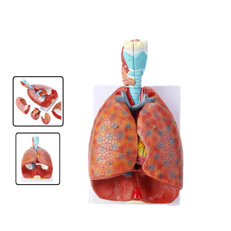 

Human Throat Cardiopulmonary Anatomy Model Respiratory System Model Heart Lung Anatomy Medical School Teaching Model