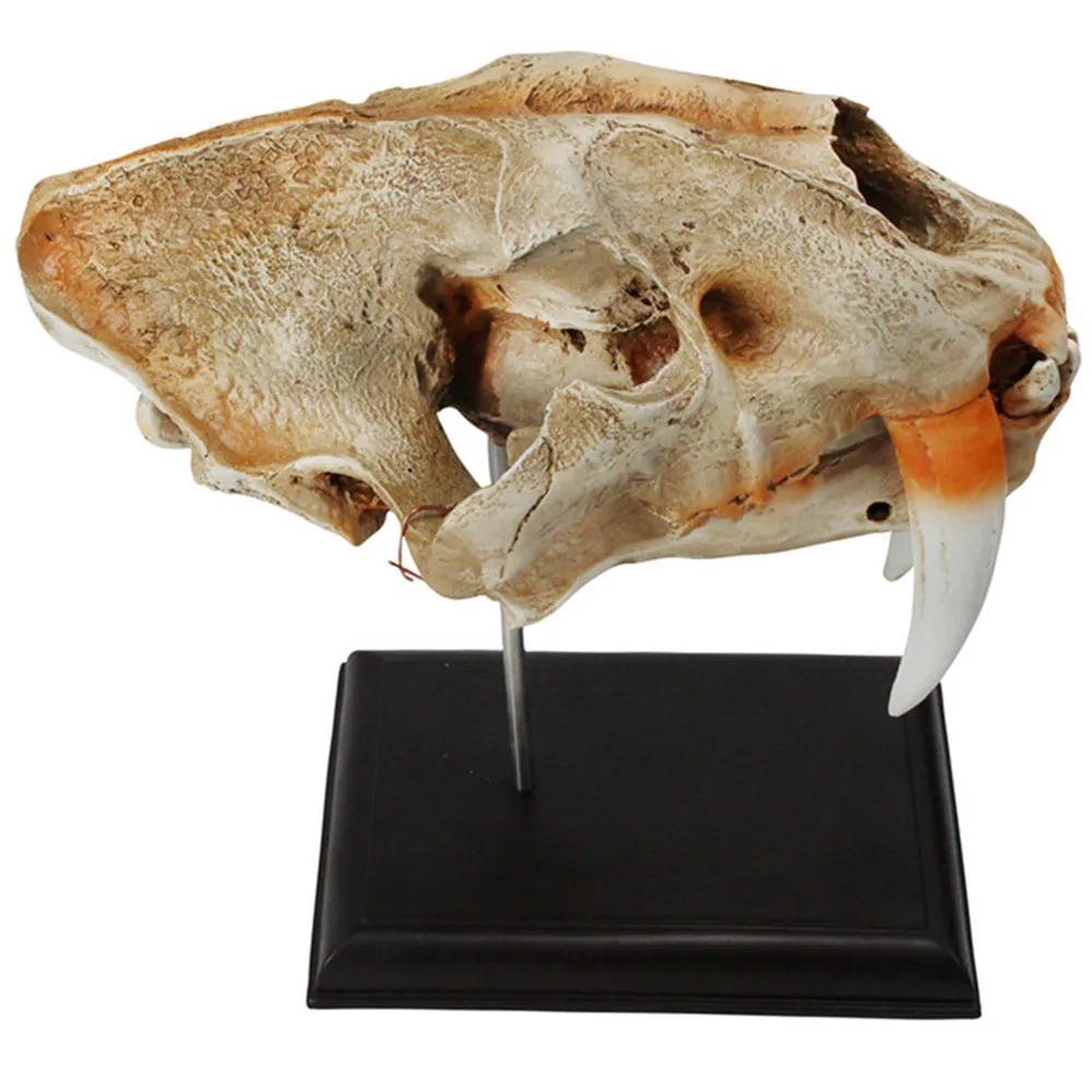 

Sabertooth Tiger Fossil Skull Statue On Museum Gallery Prehistoric Tigers Skeletons Fossils Decor Figurine Model