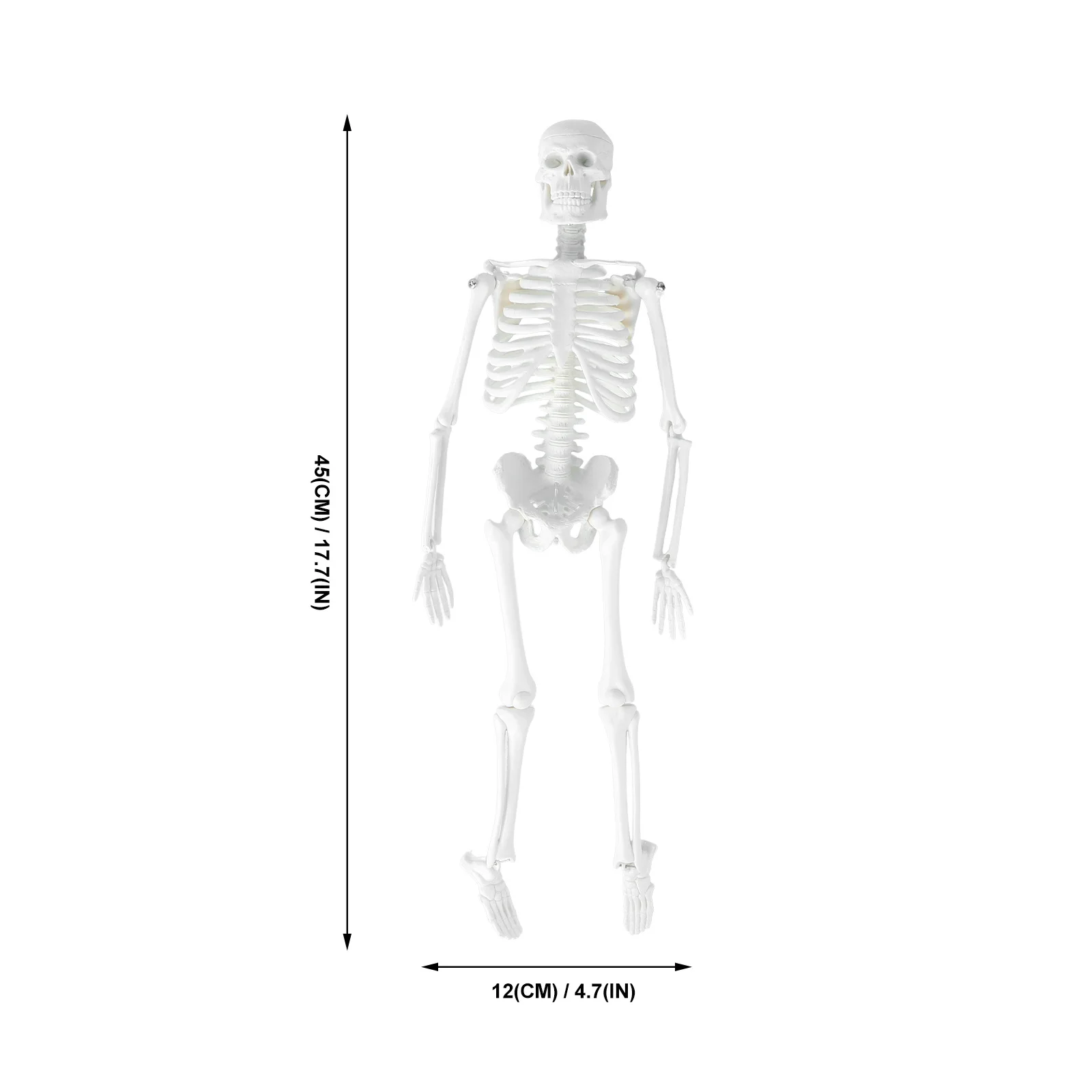 

Human 45Cm Medical Anatomical Study Tool Removable Skull Calvarium Interior Structure Pvc Plastic For Doctors Students