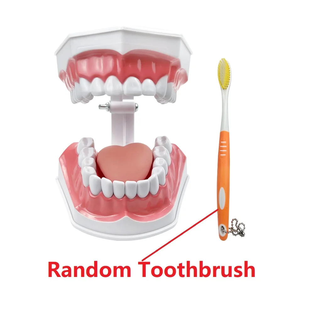 Modelo de educación Dental con cepillo de dientes de lengua para niños, demostración de dientes, modelo de estudio de enseñanza, productos orales de